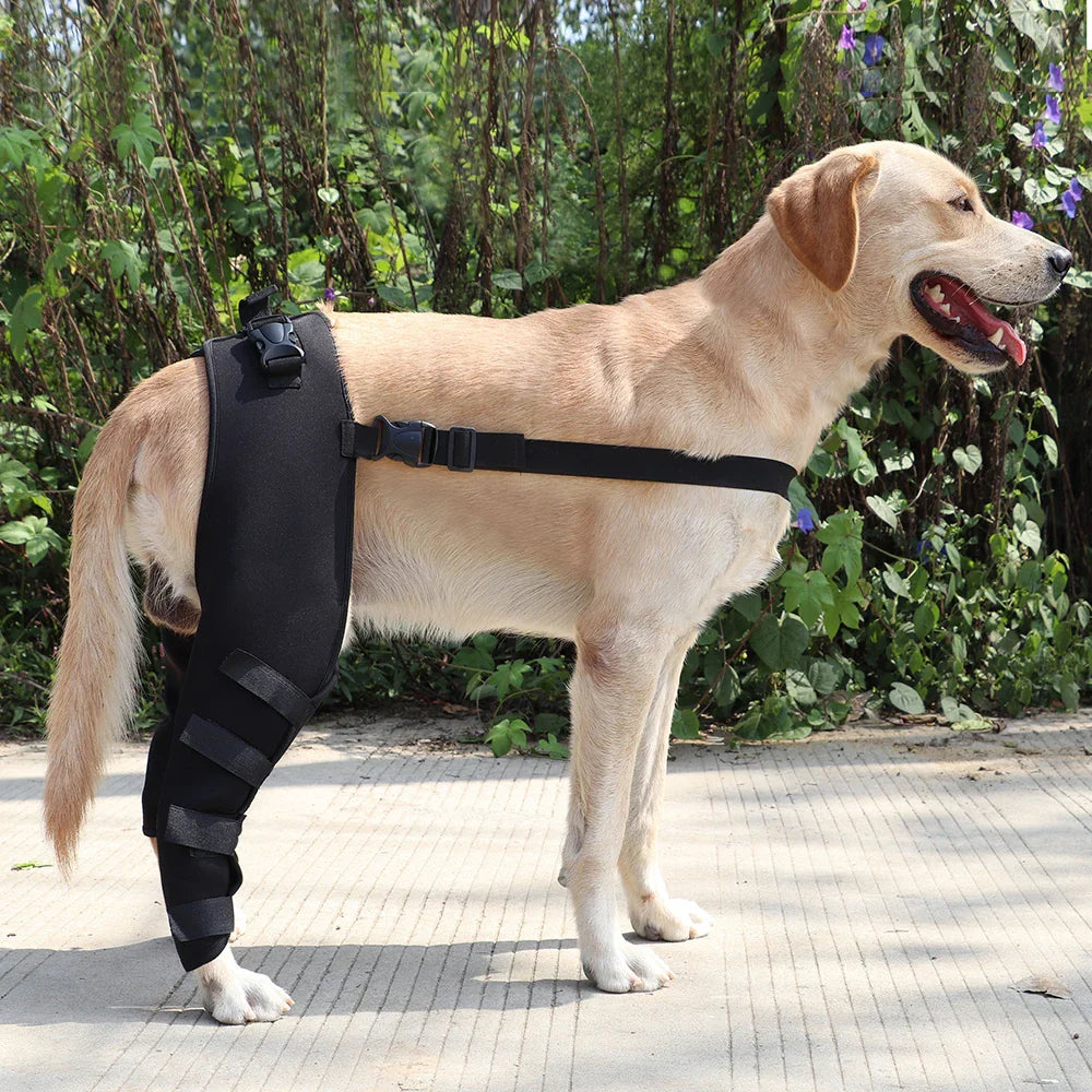 PawSupport Recovery Brace