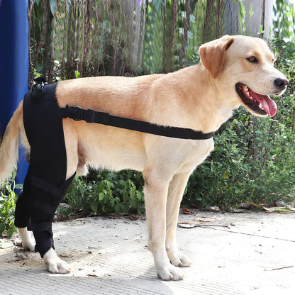 PawSupport Recovery Brace